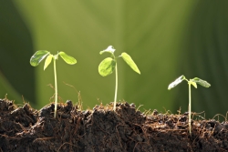 new plants in soil